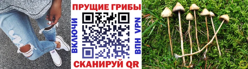 Купить  Завитинск  Псилоцибиновые грибы Magic Shrooms 